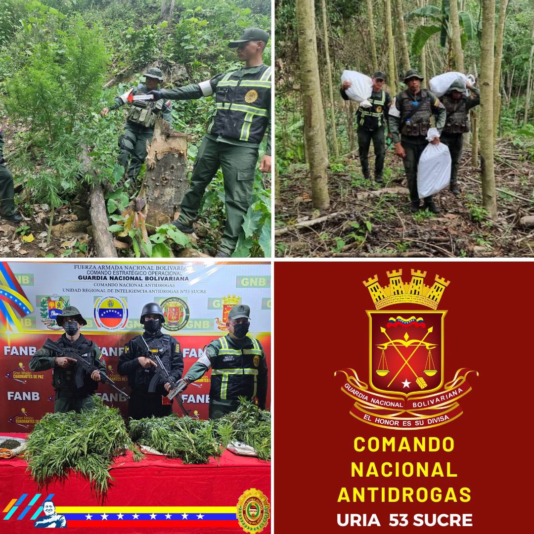 GNB incautó 21 kilos de marihuana, entre hierbas, plantas y semillas en Sucre
