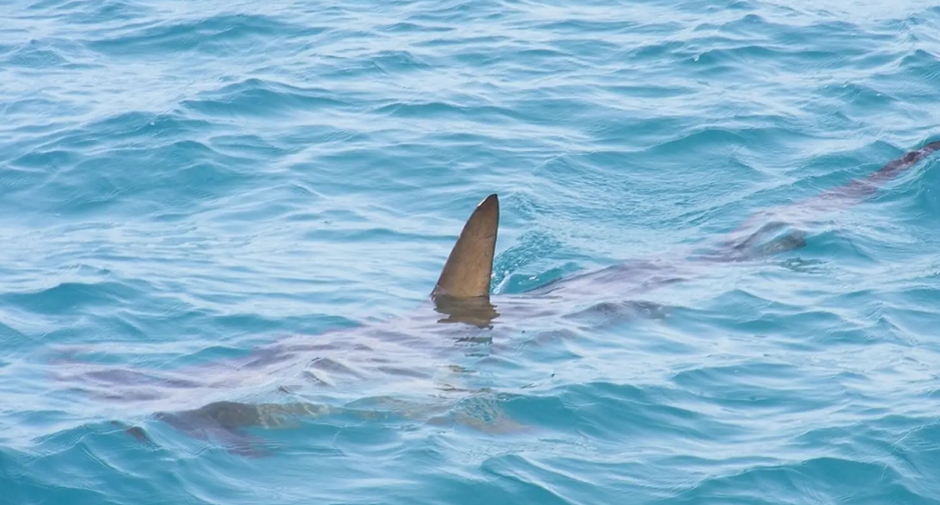 VIDEOS: El inmenso tiburón que apareció en una playa de España y generó pánico