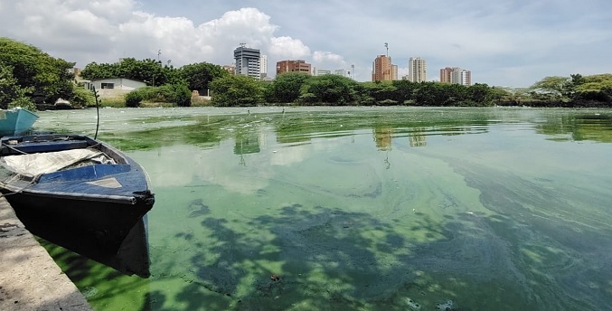 Reaparición del “verdín” en el Lago de Maracaibo deja a pescadores sin sustento