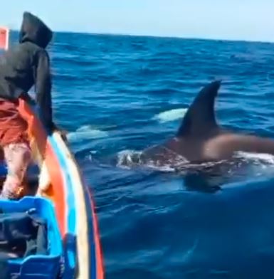 VIDEO: Así fue el impresionante encuentro que tuvieron pescadores venezolanos con orcas