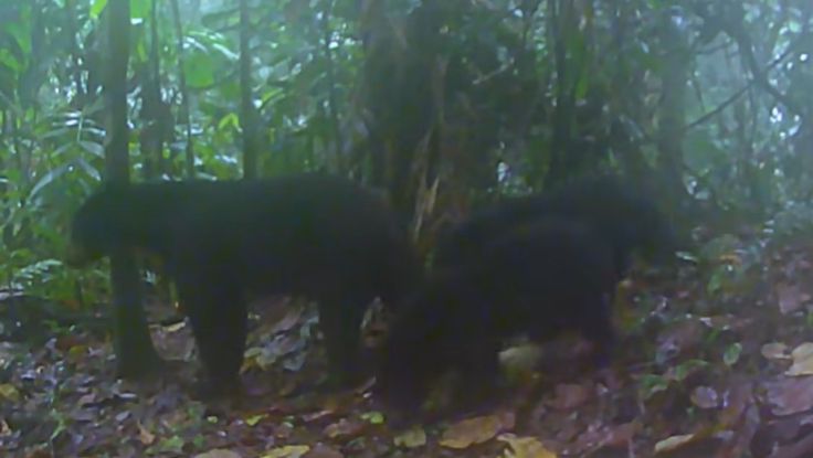 Conservacionistas celebraron nacimiento en los Andes de dos cachorros de oso andino, especie en peligro